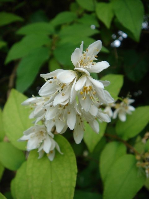 Deutzia scabra 'Watererii P2B